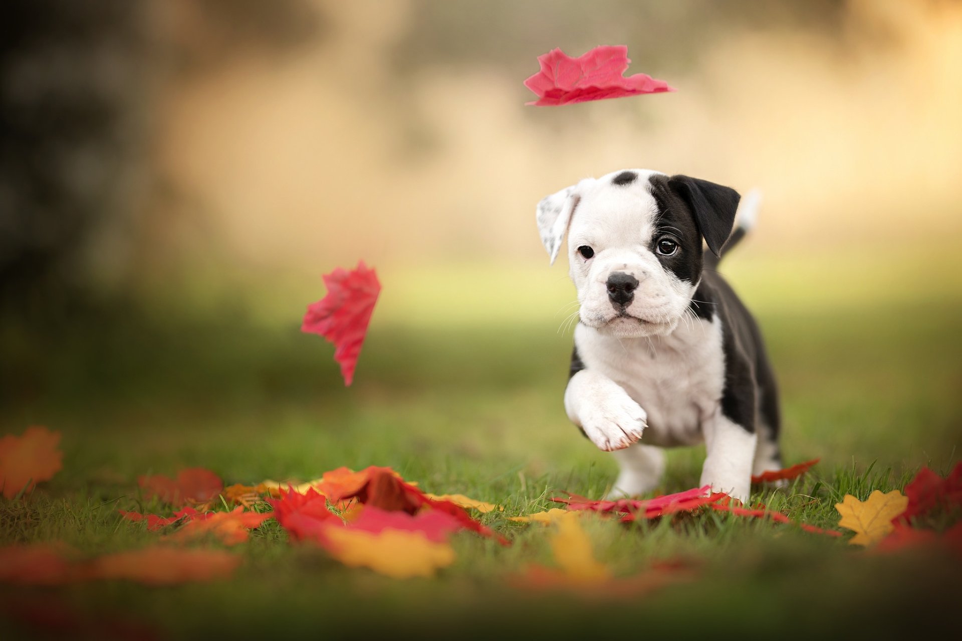 Download Baby Animal Dog Puppy Animal Bulldog HD Wallpaper | 2048x1365 ...