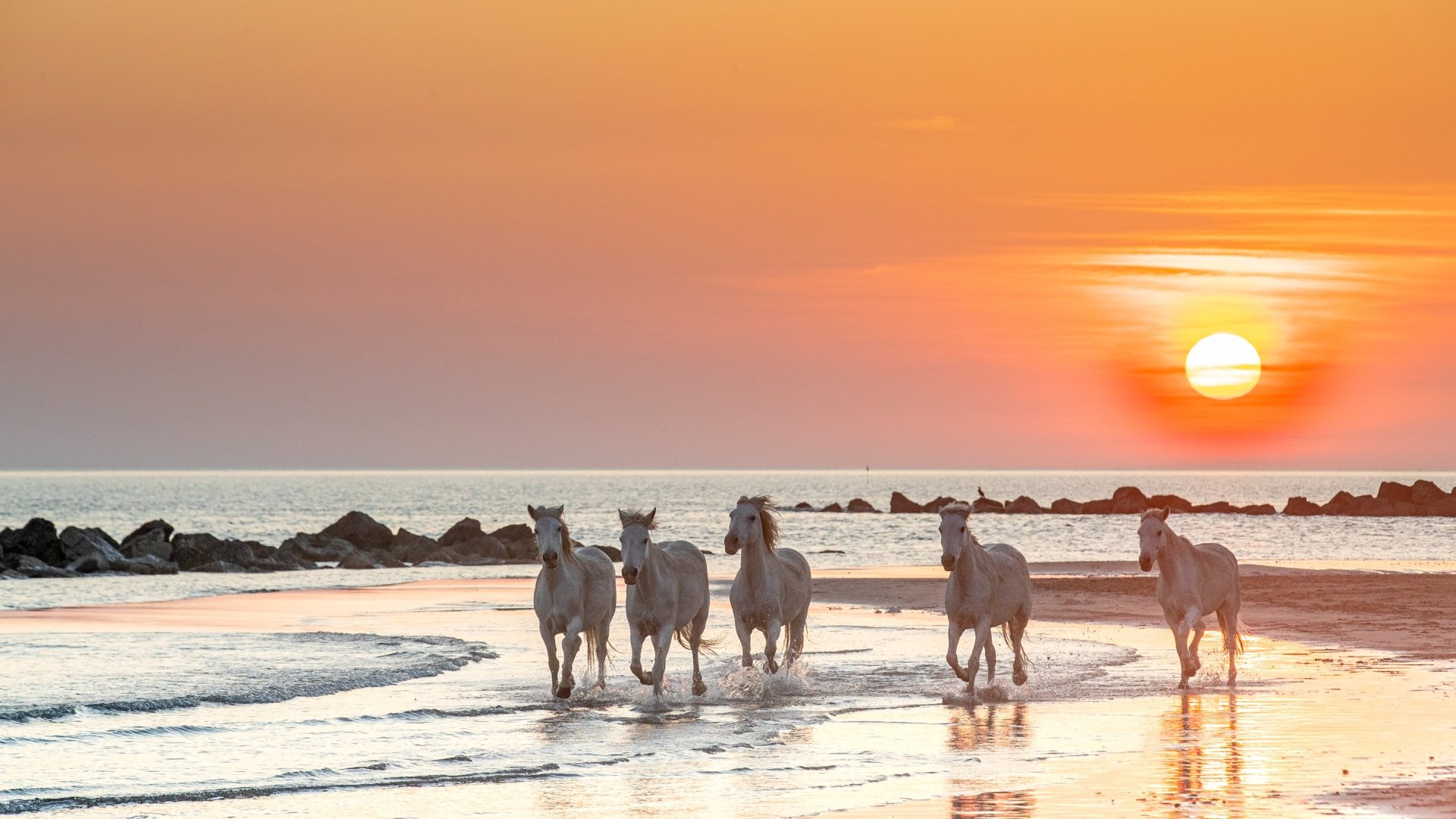 Download Horizon Sunset Ocean Animal Horse HD Wallpaper