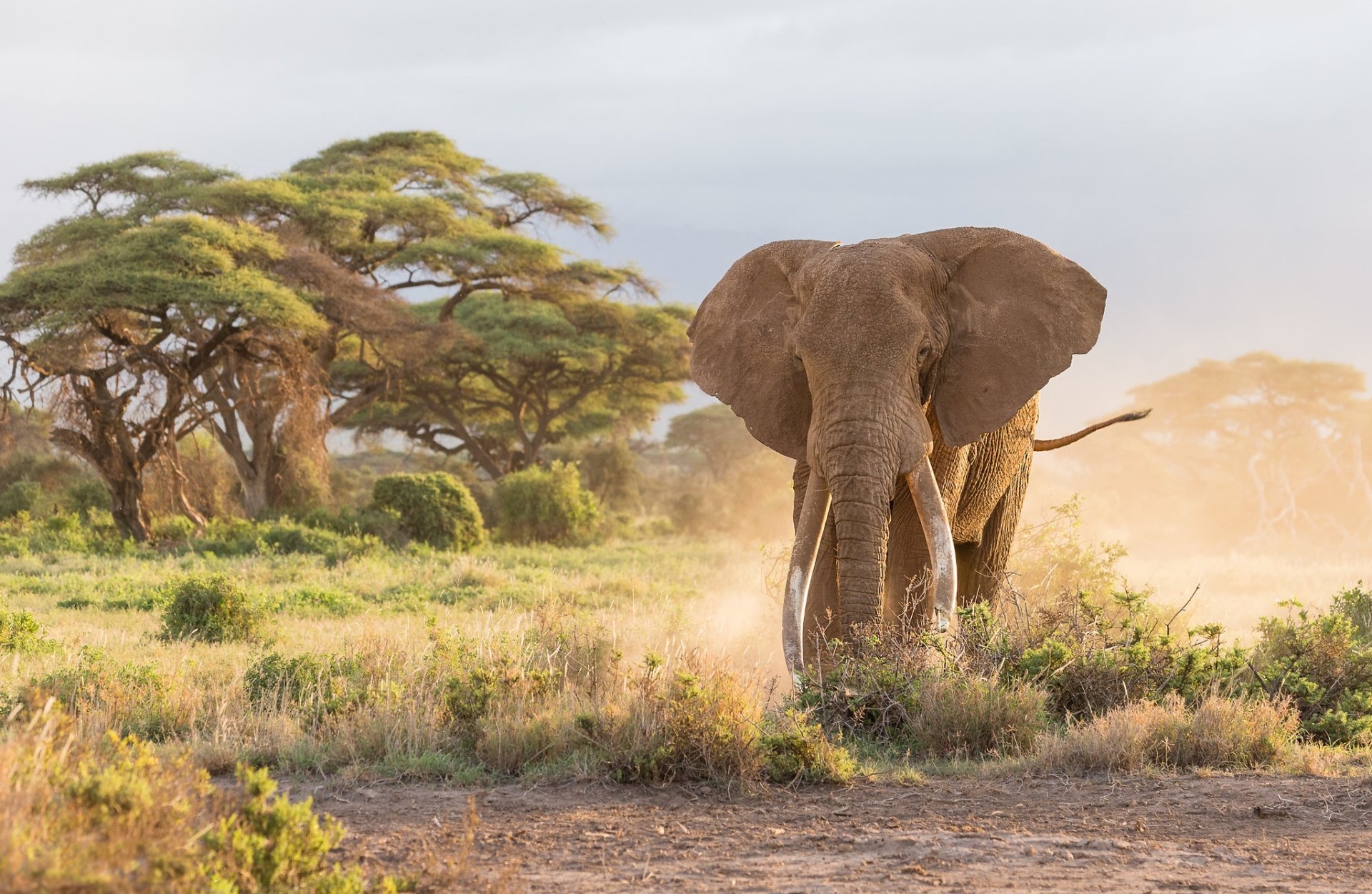 HD PC desktop wallpaper: African bush elephant walking through a dusty sunlit savanna with acacia trees and golden light.