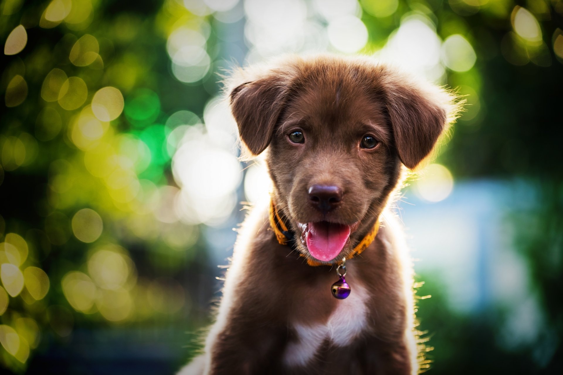Download Baby Animal Bokeh Dog Puppy Animal Labrador Retriever 4k Ultra HD Wallpaper