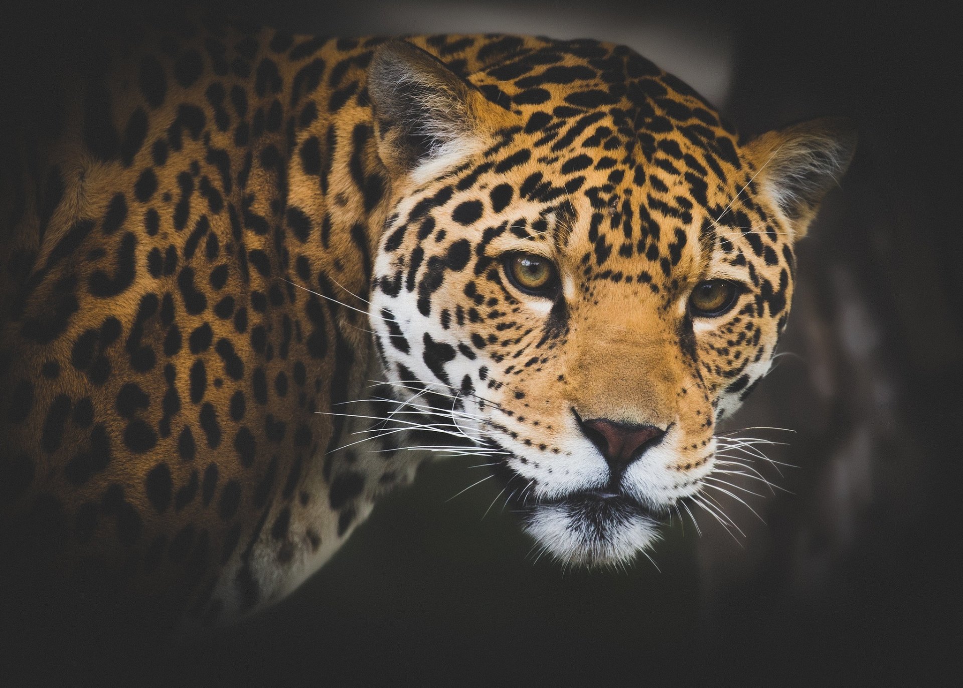 Download Animal Jaguar HD Wallpaper