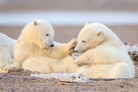 Two playful polar bear cubs resting on the ground, captured in a clear HD PC desktop wallpaper showcasing the gentle side of these Arctic animals.