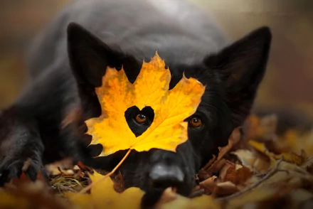 cute fall heart leaf Animal dog cute fall HD Desktop Wallpaper | Background Image