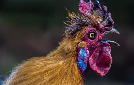 Animal rooster HD Desktop Wallpaper | Background Image