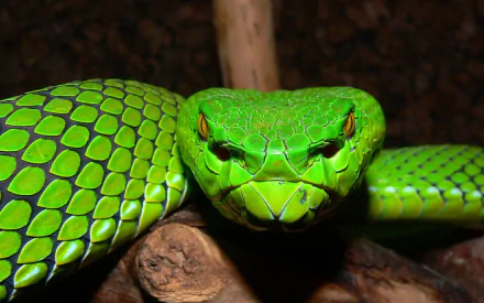 Sri Lankan Viper
