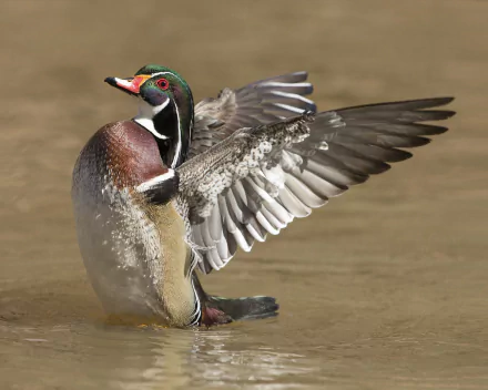 Animal wood duck HD Desktop Wallpaper | Background Image