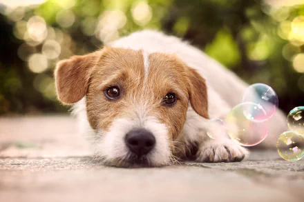 bokeh bubble dog Animal jack russell terrier HD Desktop Wallpaper | Background Image