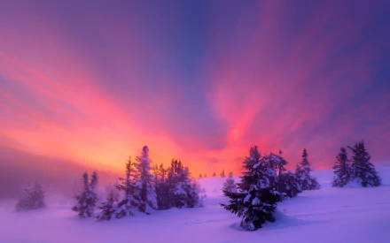 HD desktop wallpaper of a winter landscape at sunrise, featuring snow-covered trees beneath a vibrant sky with purple and orange hues.