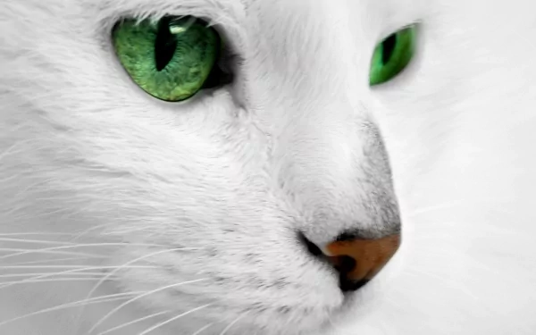 Animal cat HD Desktop Wallpaper | Background Image