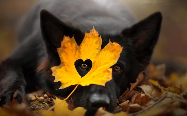 cute fall heart leaf Animal dog cute fall HD Desktop Wallpaper | Background Image