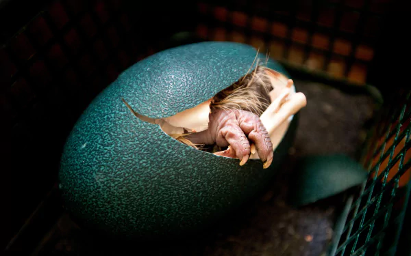  Emu Egg Hatching by Pam Voth