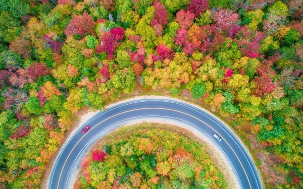 Photography Aerial Fall Forest Road Tree HD Wallpaper | Background Image