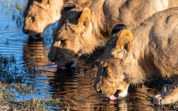 A high-resolution 4K Ultra HD wallpaper of three lions drinking water side by side in their natural habitat.