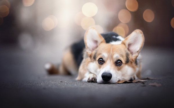 Corgi 4k Ultra HD Wallpaper | Background Image | 4601x3068 | ID:1042006