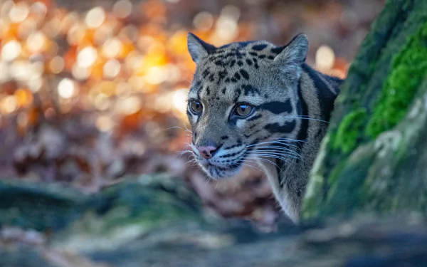bokeh Animal clouded leopard HD Desktop Wallpaper | Background Image