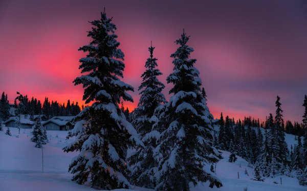 Photography Sunset Winter Forest Snow Sky HD Wallpaper | Background Image