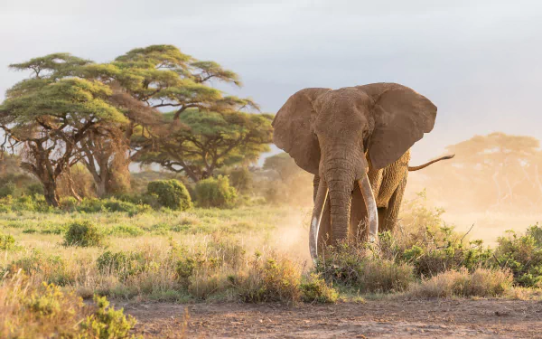 savanna Animal African bush elephant HD Desktop Wallpaper | Background Image