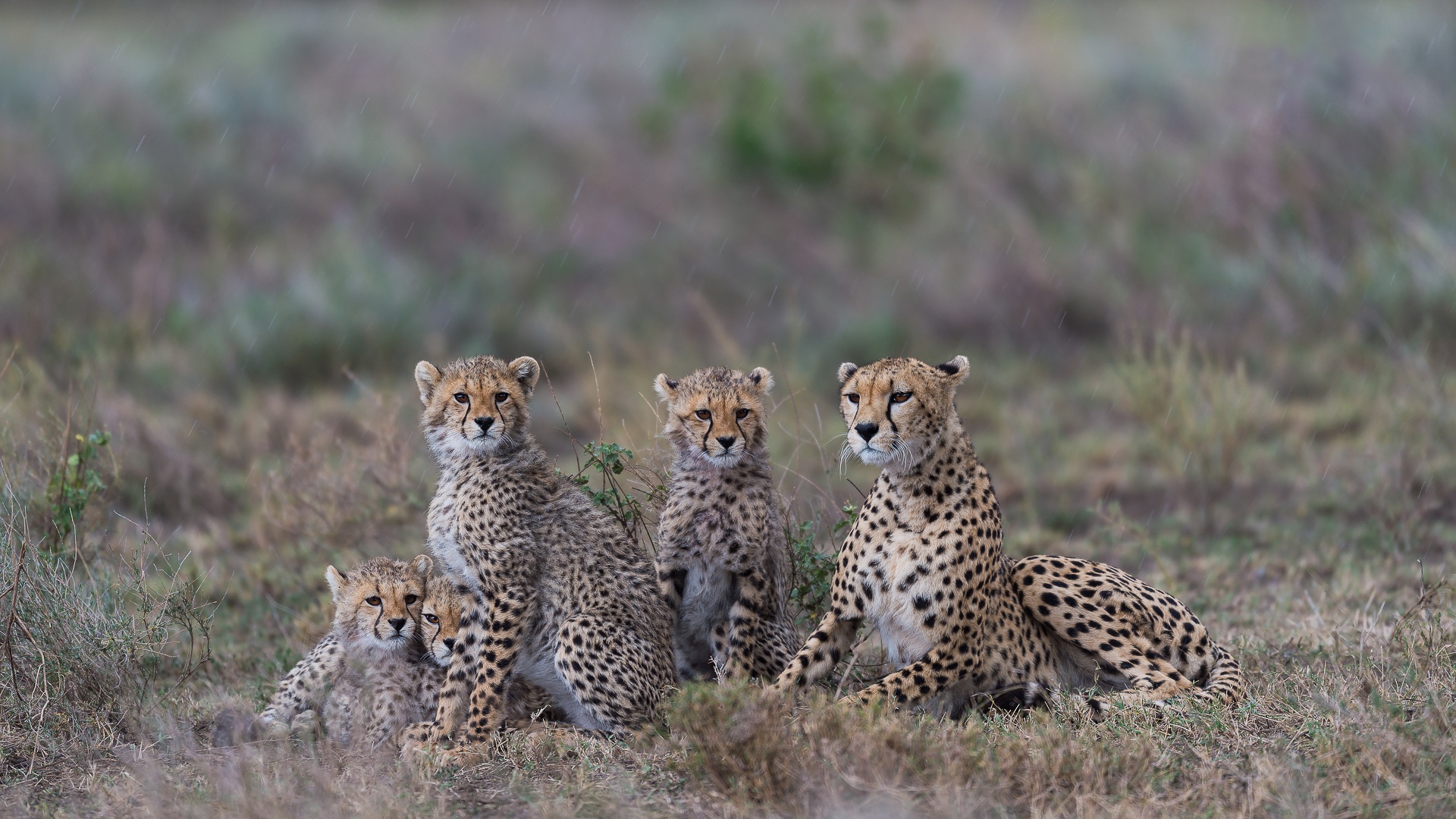 Download Baby Animal Cub Animal Cheetah Hd Wallpaper