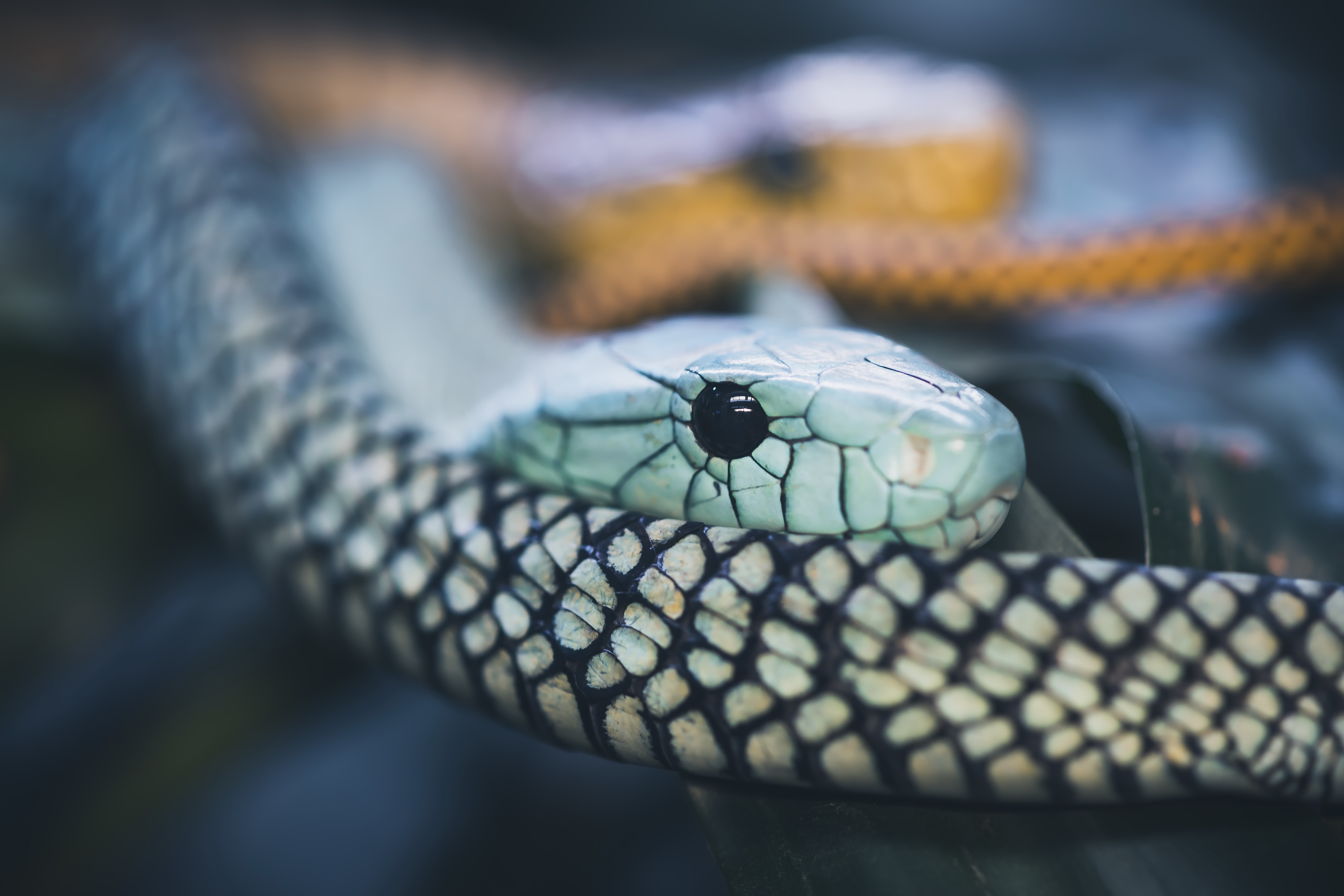 Snake 4k Ultra HD Wallpaper