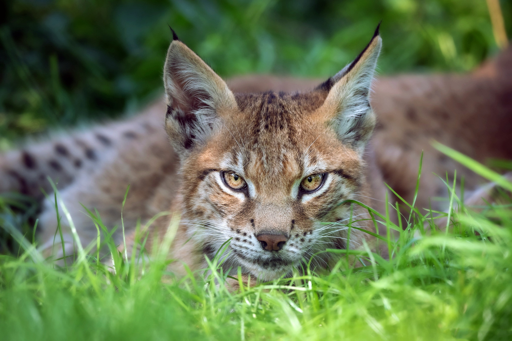 Animal Lynx HD Wallpaper