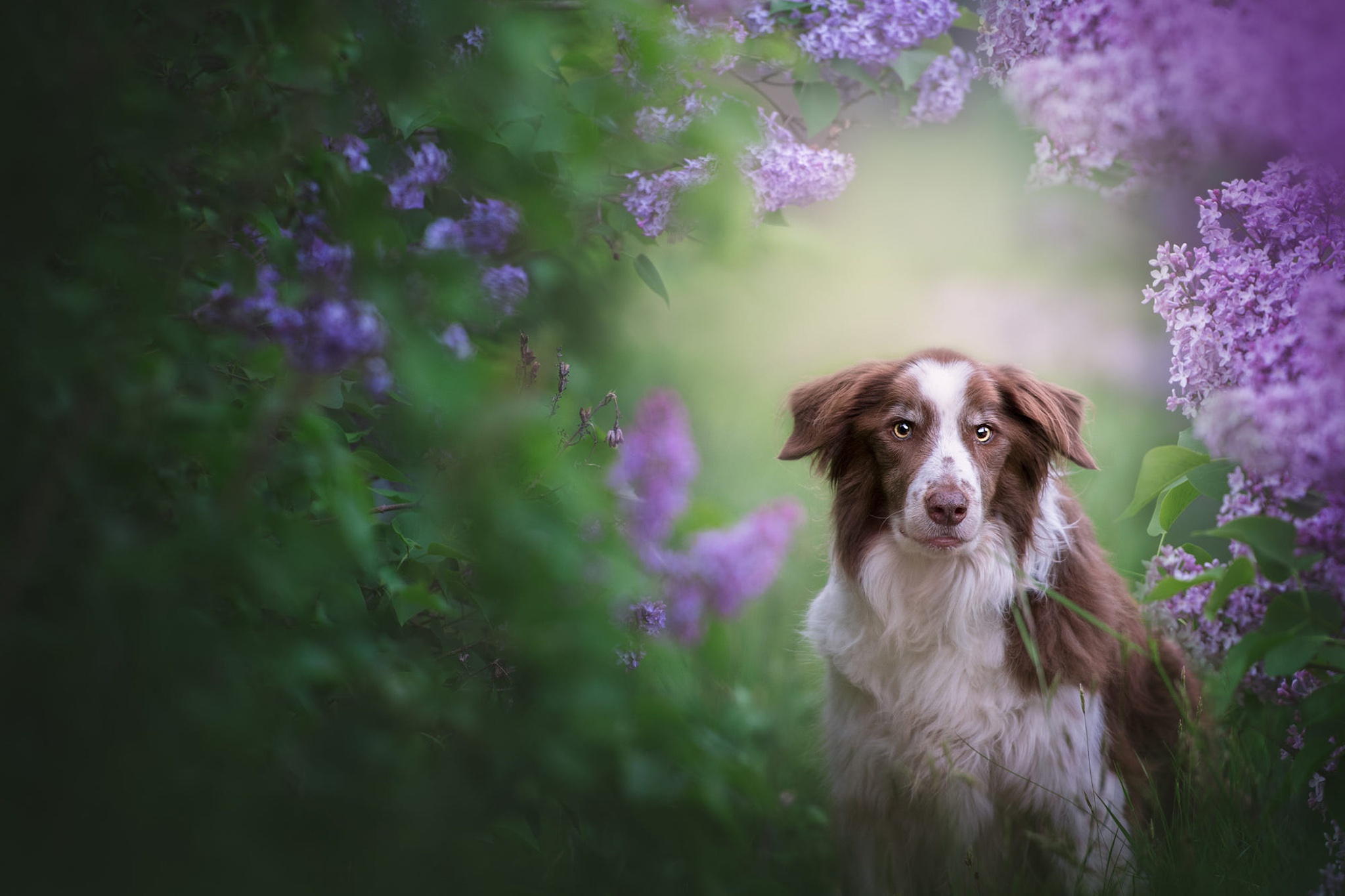 Download Purple Flower Dog Animal Border Collie HD Wallpaper