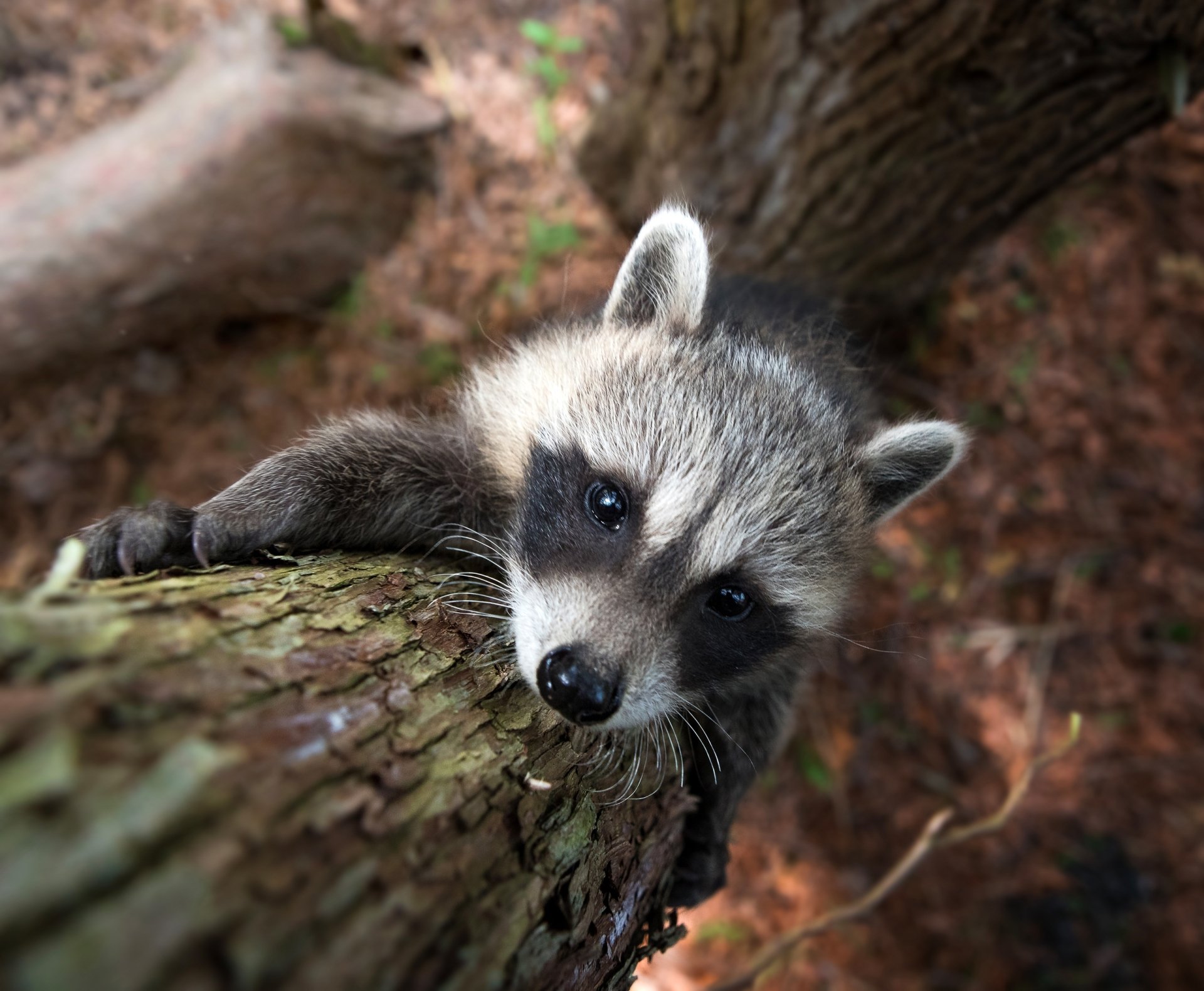 Raccoon Stretching Sizes