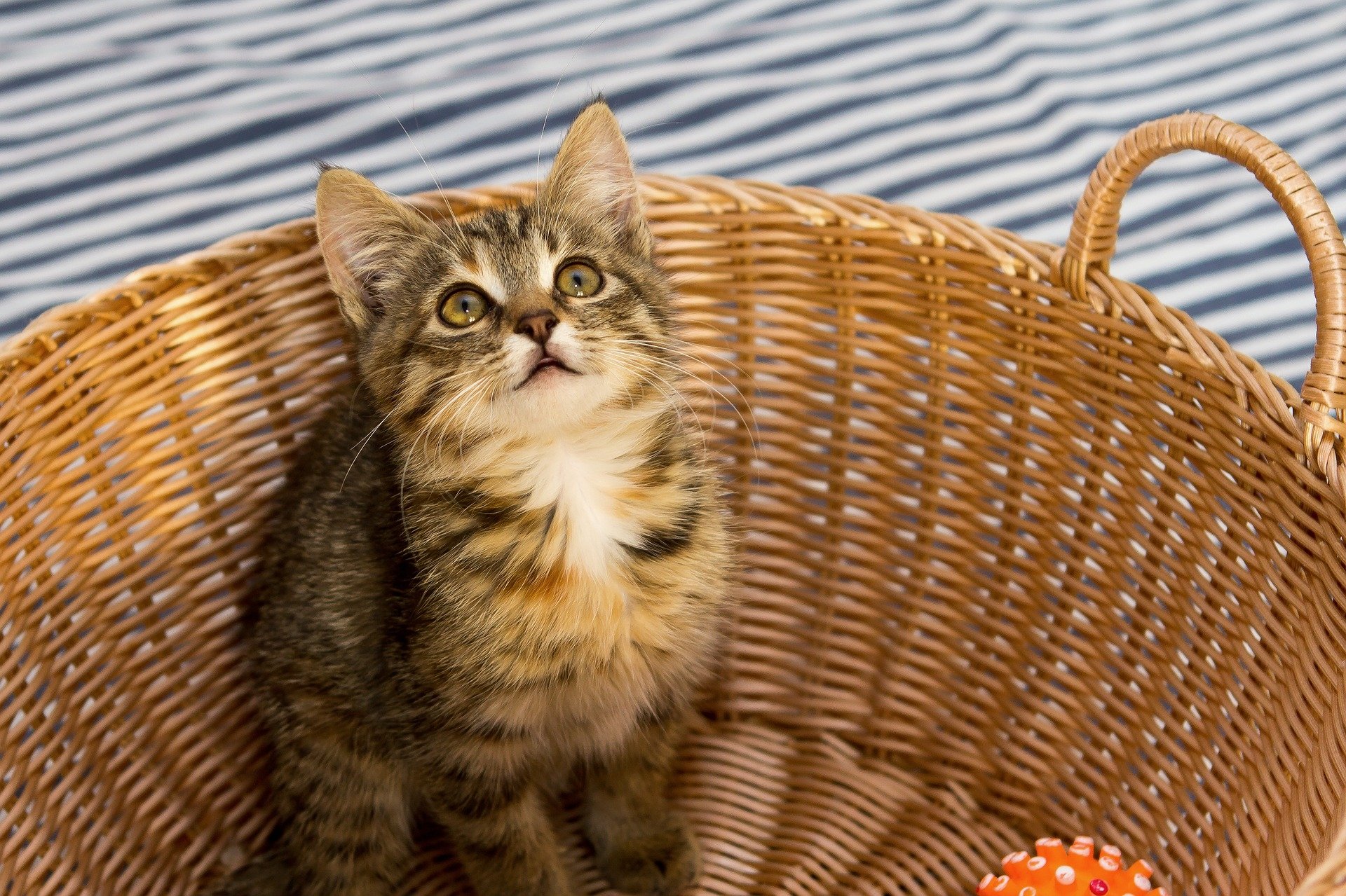 A cute kitten with striped fur sitting inside a woven basket, captured in a high-definition image suitable as a PC desktop wallpaper and background.