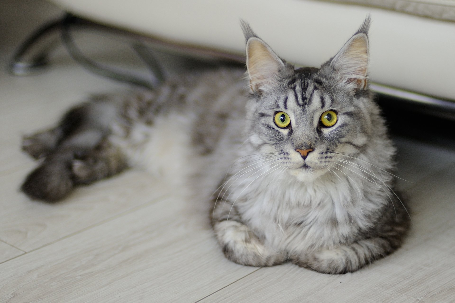 A striking HD desktop wallpaper of a Maine Coon cat with yellow eyes, staring intently while lying on a light-colored floor.