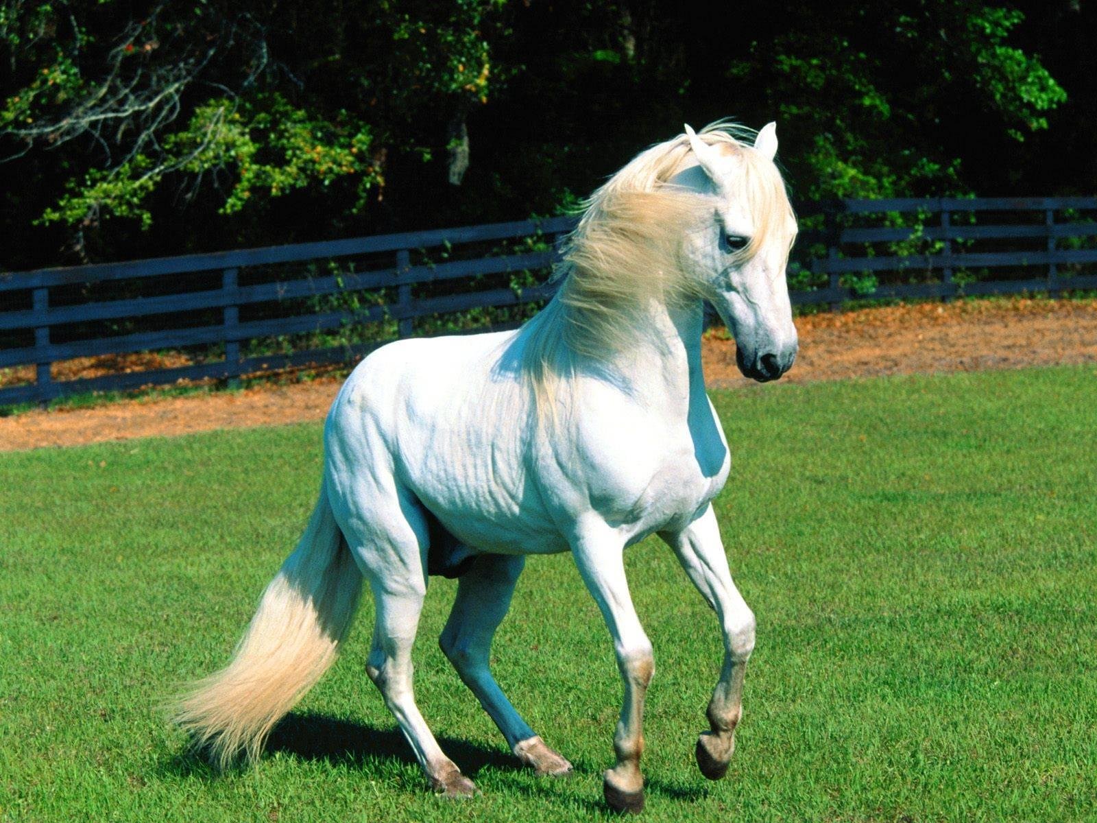 HD PC desktop wallpaper featuring a white horse trotting on vibrant green grass with a wooden fence and trees in the background.