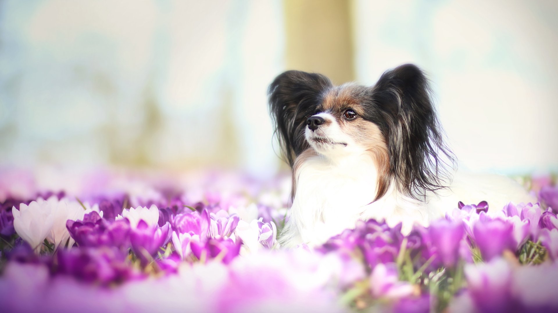 Download Depth Of Field Purple Flower Papillon Crocus Dog Flower Animal HD Wallpaper