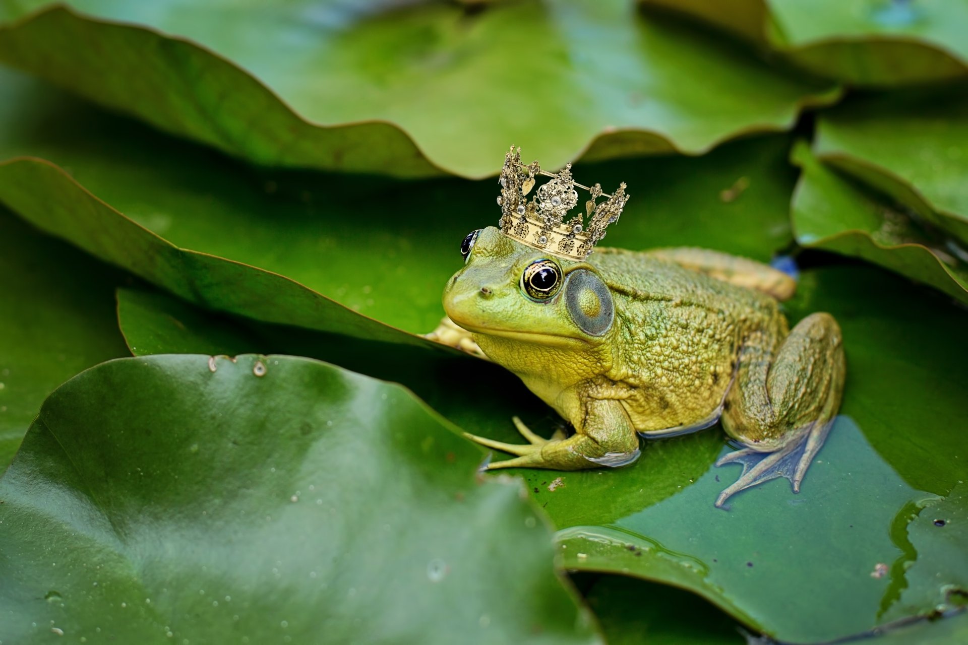 Download Amphibian Crown Animal Frog HD Wallpaper