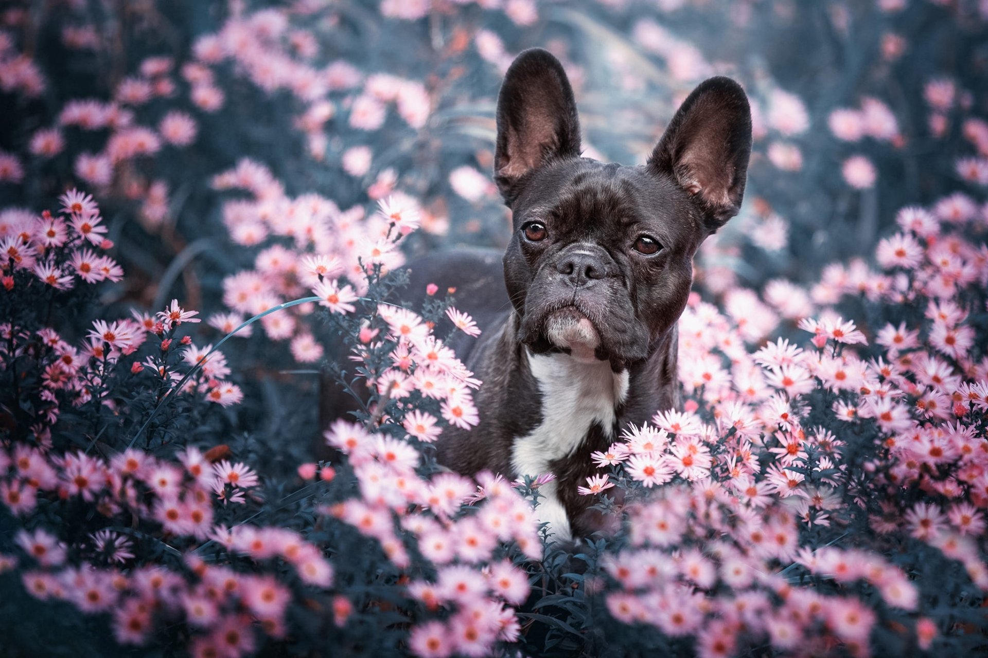 Download Pink Flower Dog Flower Animal French Bulldog HD Wallpaper