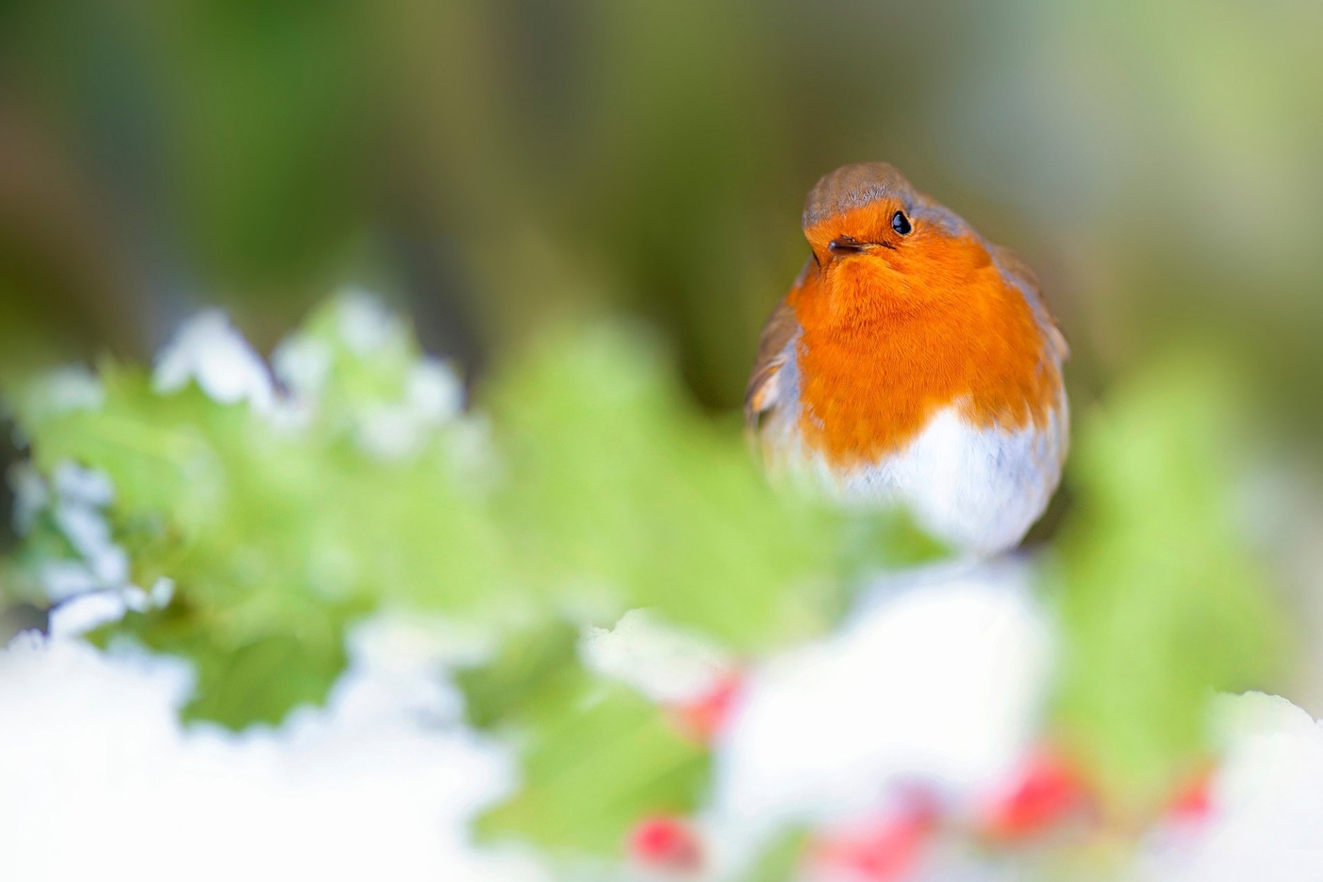 Download Passerine Bird Animal Robin HD Wallpaper | 2000x1333 ...