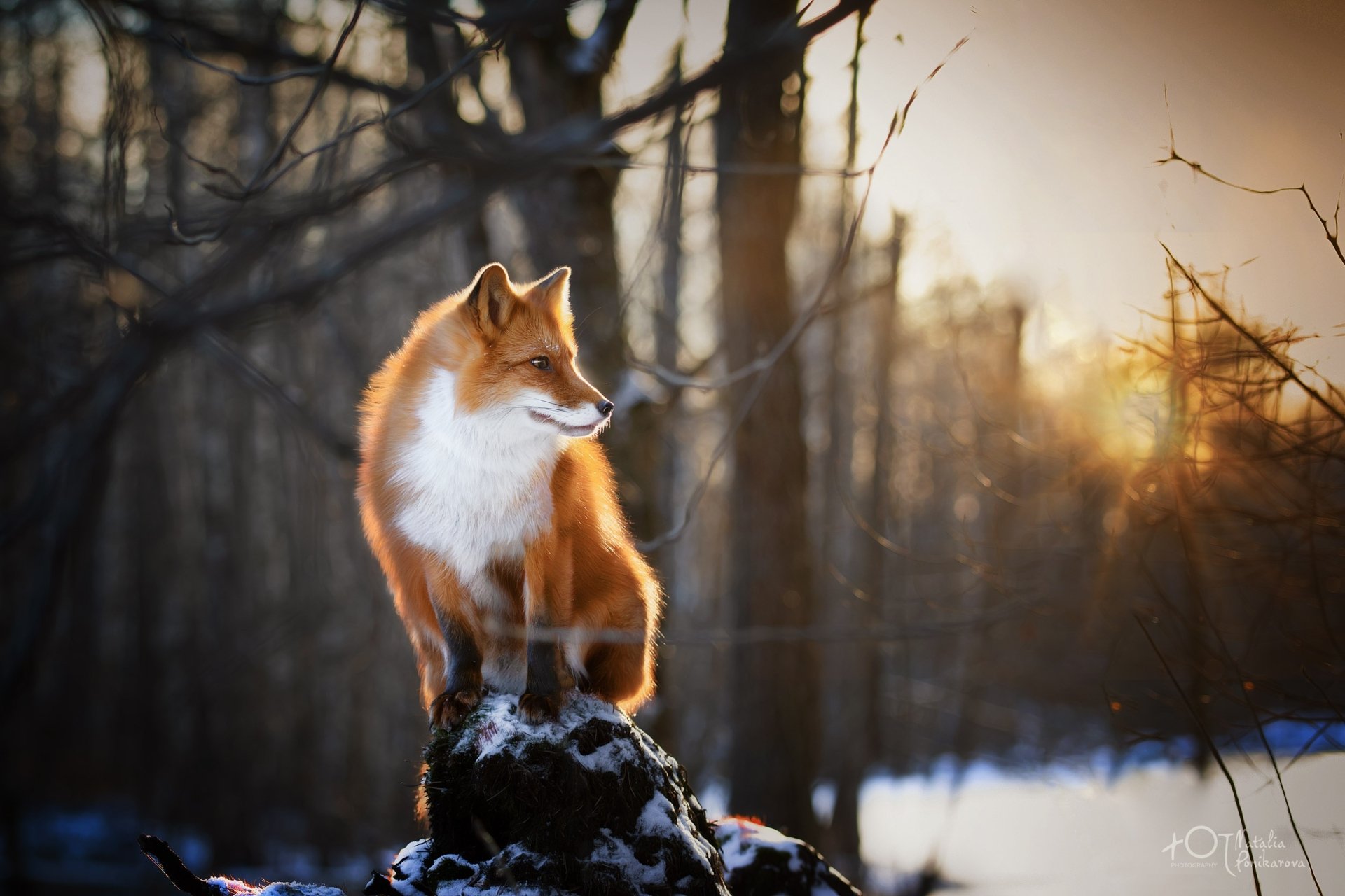 Majestic Fox in HD Landscapes by Natalia Ponikarova