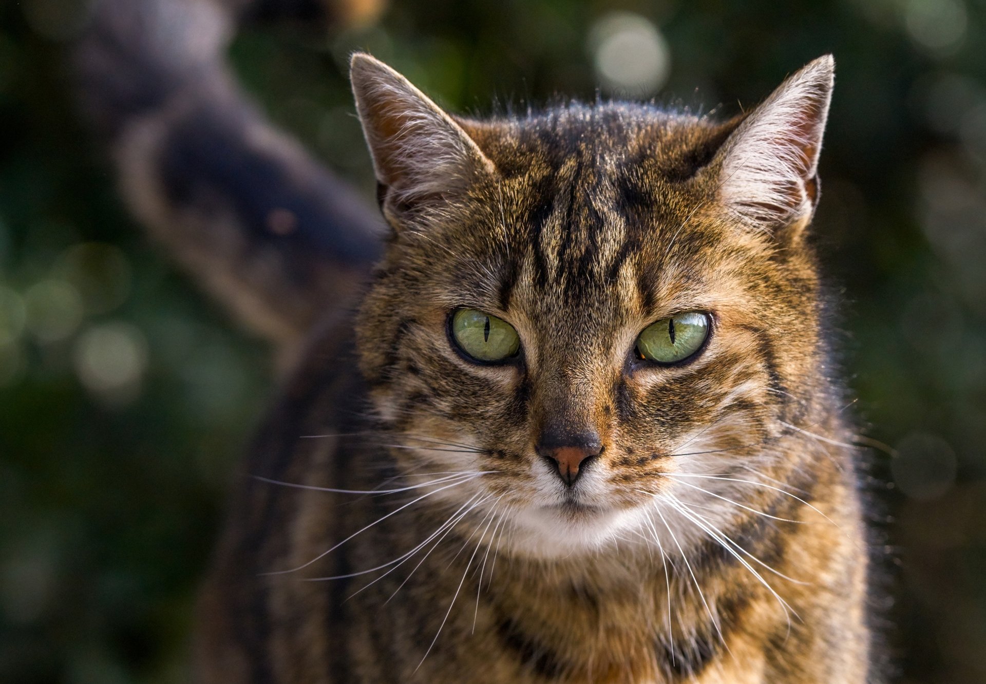 Download Stare Animal Cat HD Wallpaper
