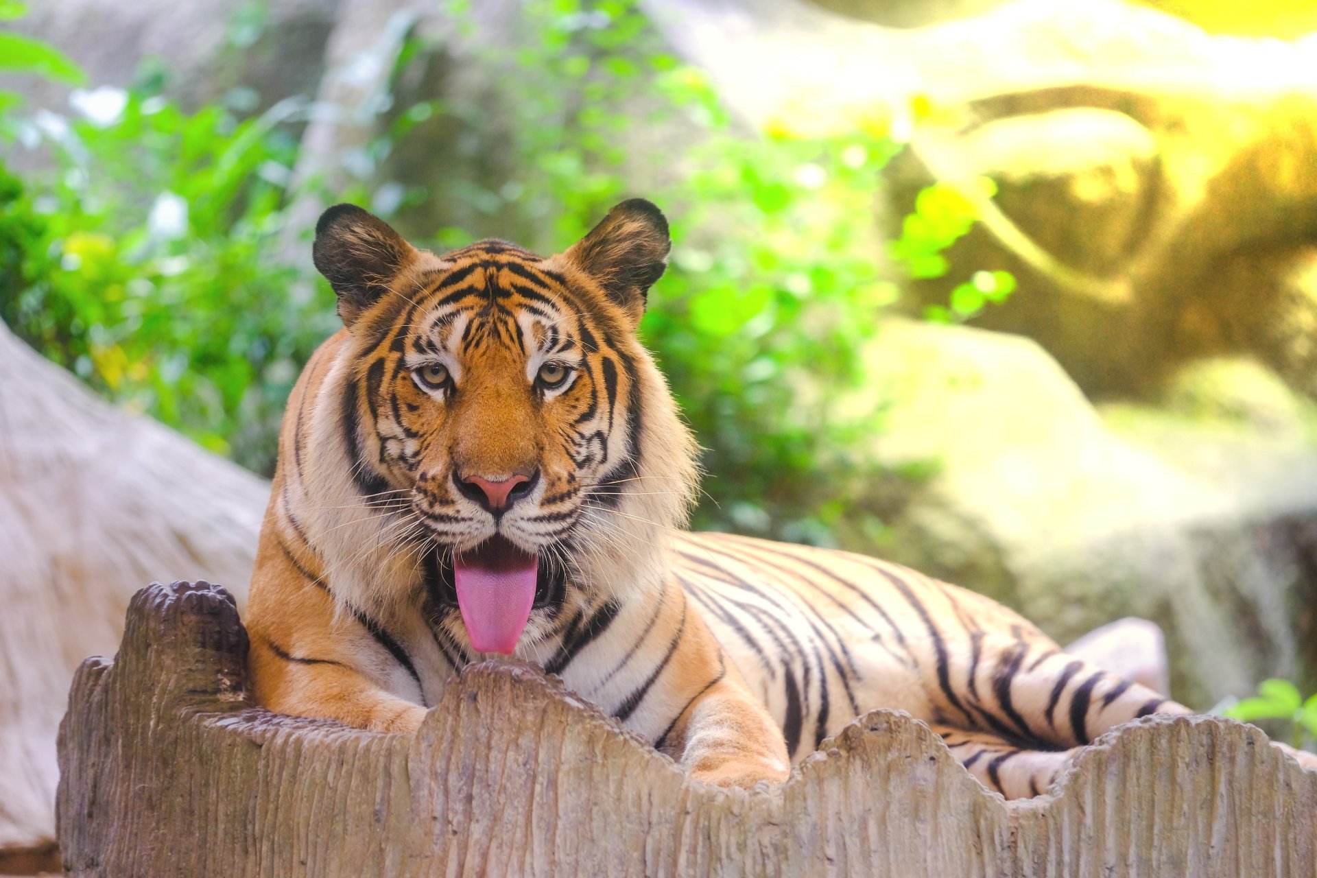 Download Amur Tiger Animal Tiger 4k Ultra HD Wallpaper