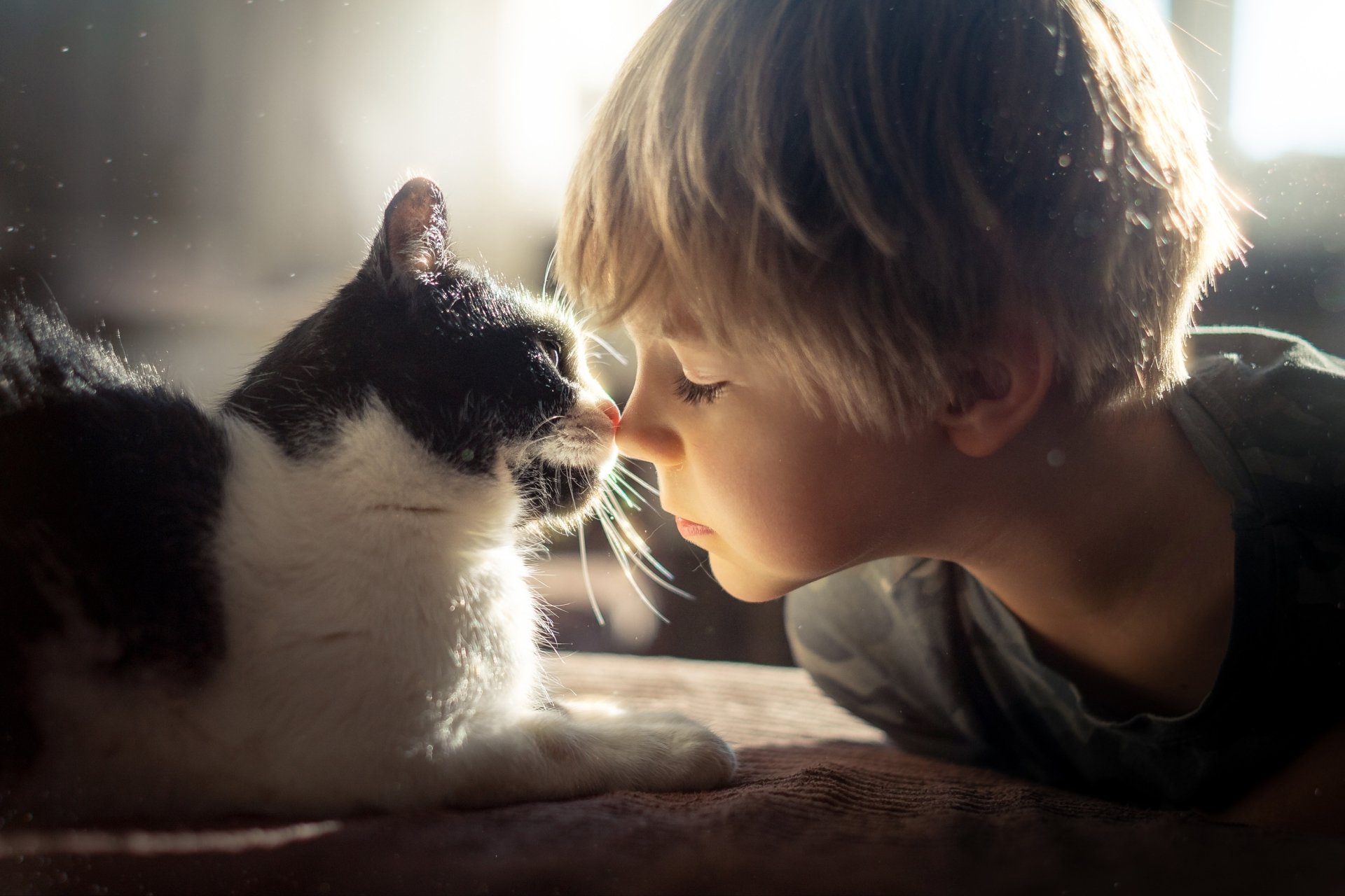 Download Love Cat Little Boy Photography Child HD Wallpaper