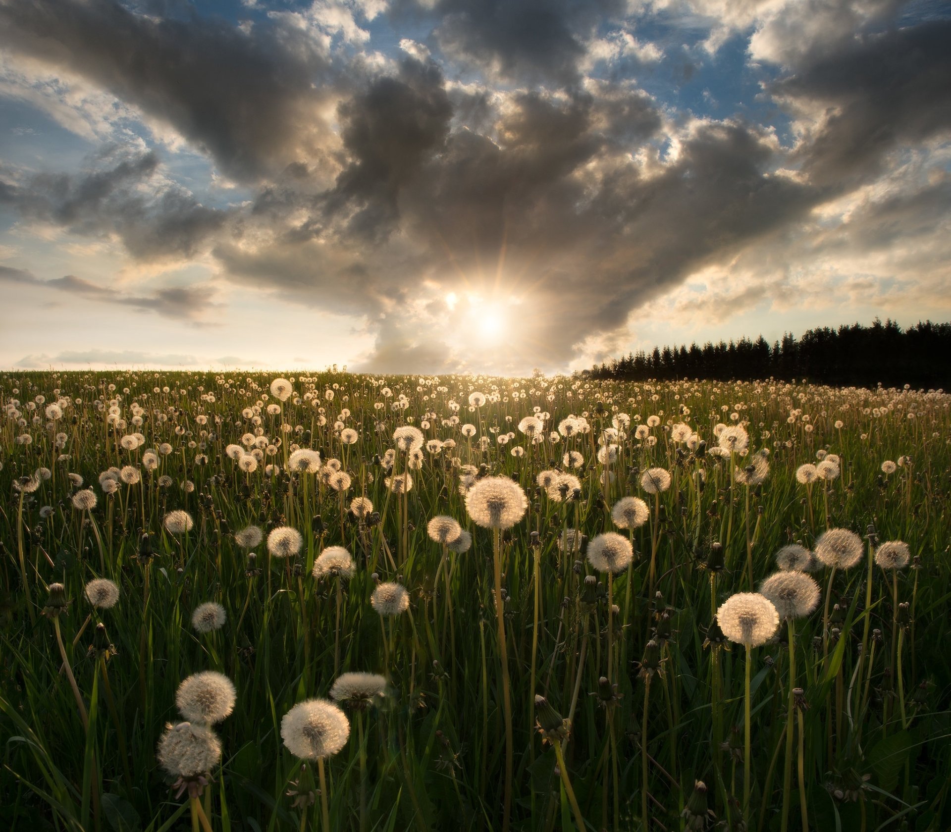 Download Sunrise Field Summer Nature Dandelion HD Wallpaper