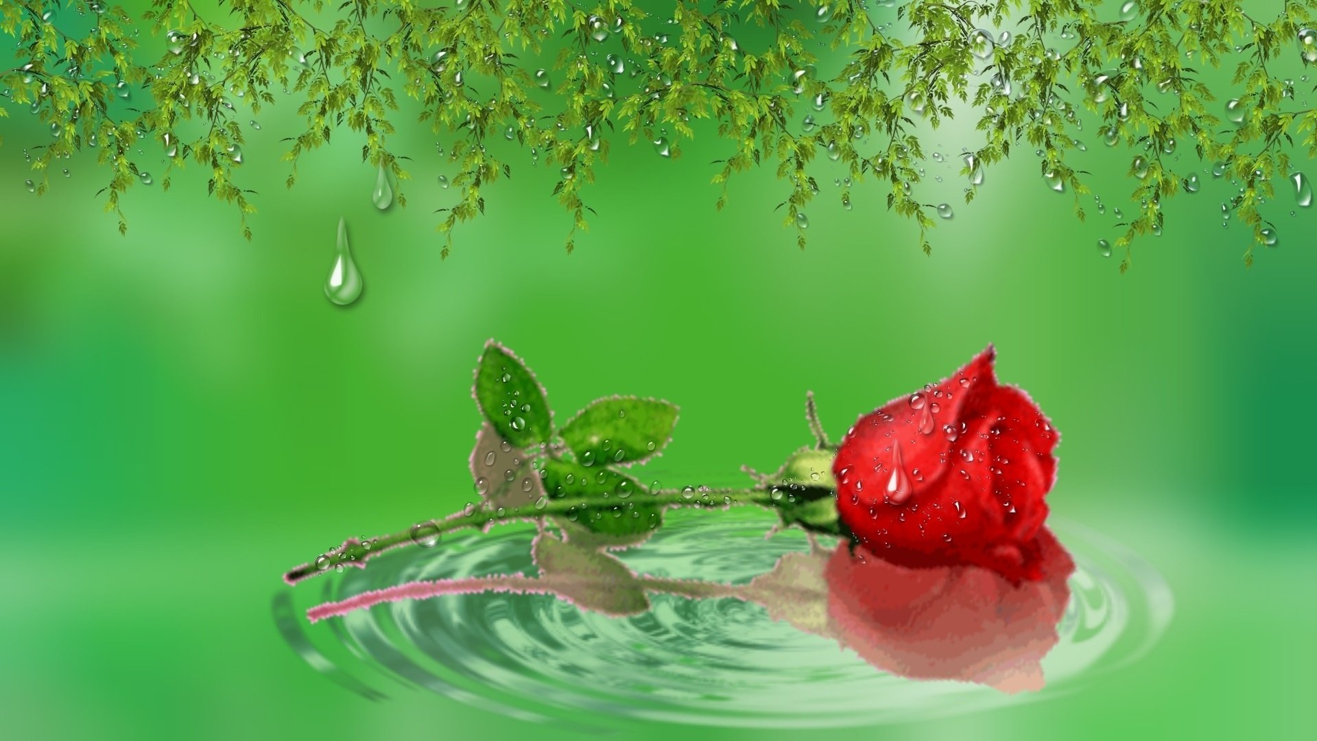 Beautiful Flower Pink Rose Green Leaves Reflection In Water Wallpaper Hd   Wallpapers13com