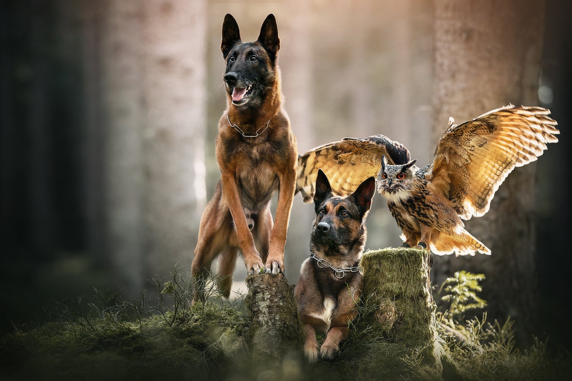 Download Bird Owl Dog Animal Belgian Malinois HD Wallpaper