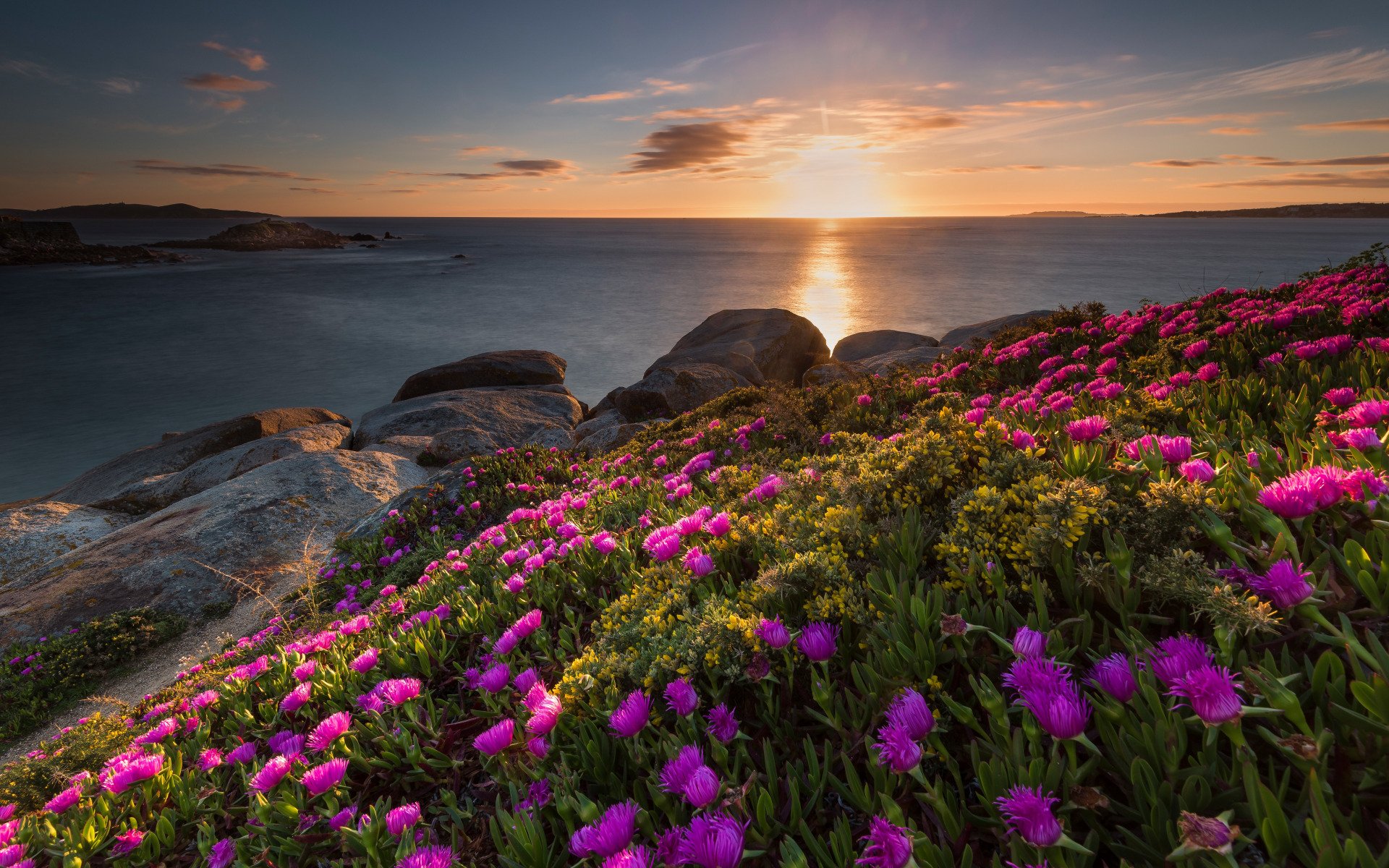 Download Ocean Coast Flower Photography Landscape HD Wallpaper