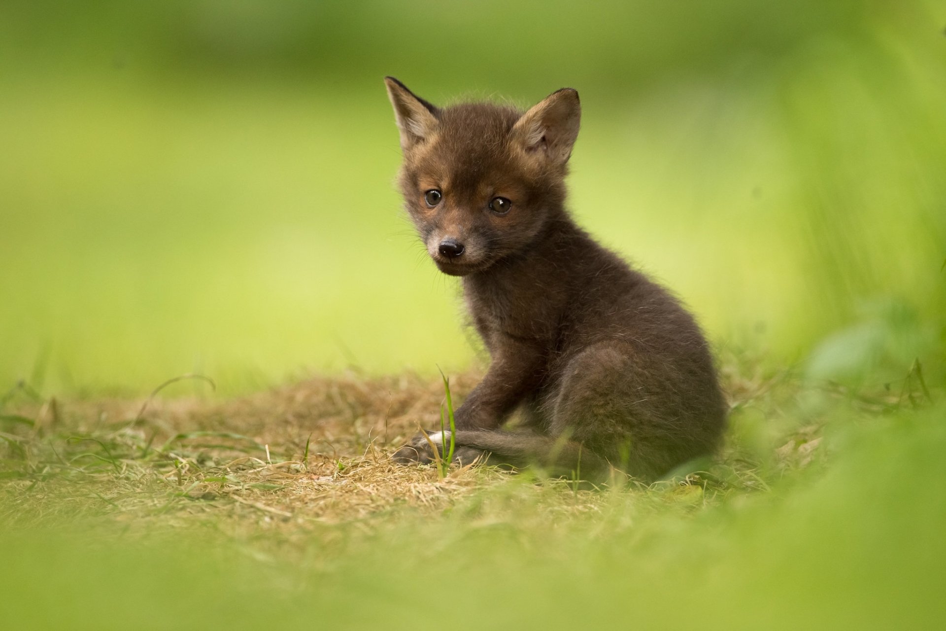 Animal Fox HD Wallpaper