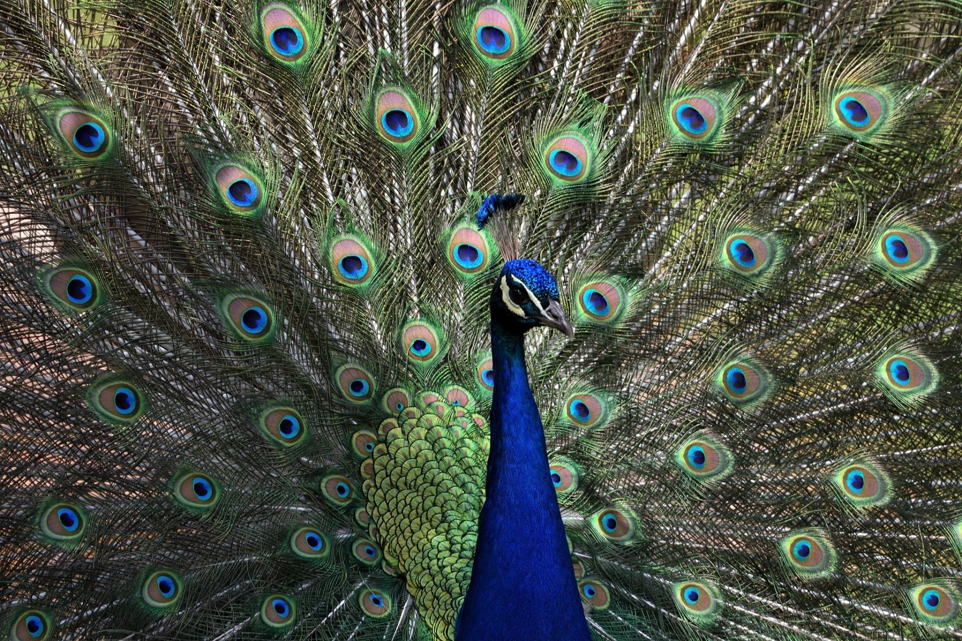 Peacock Login