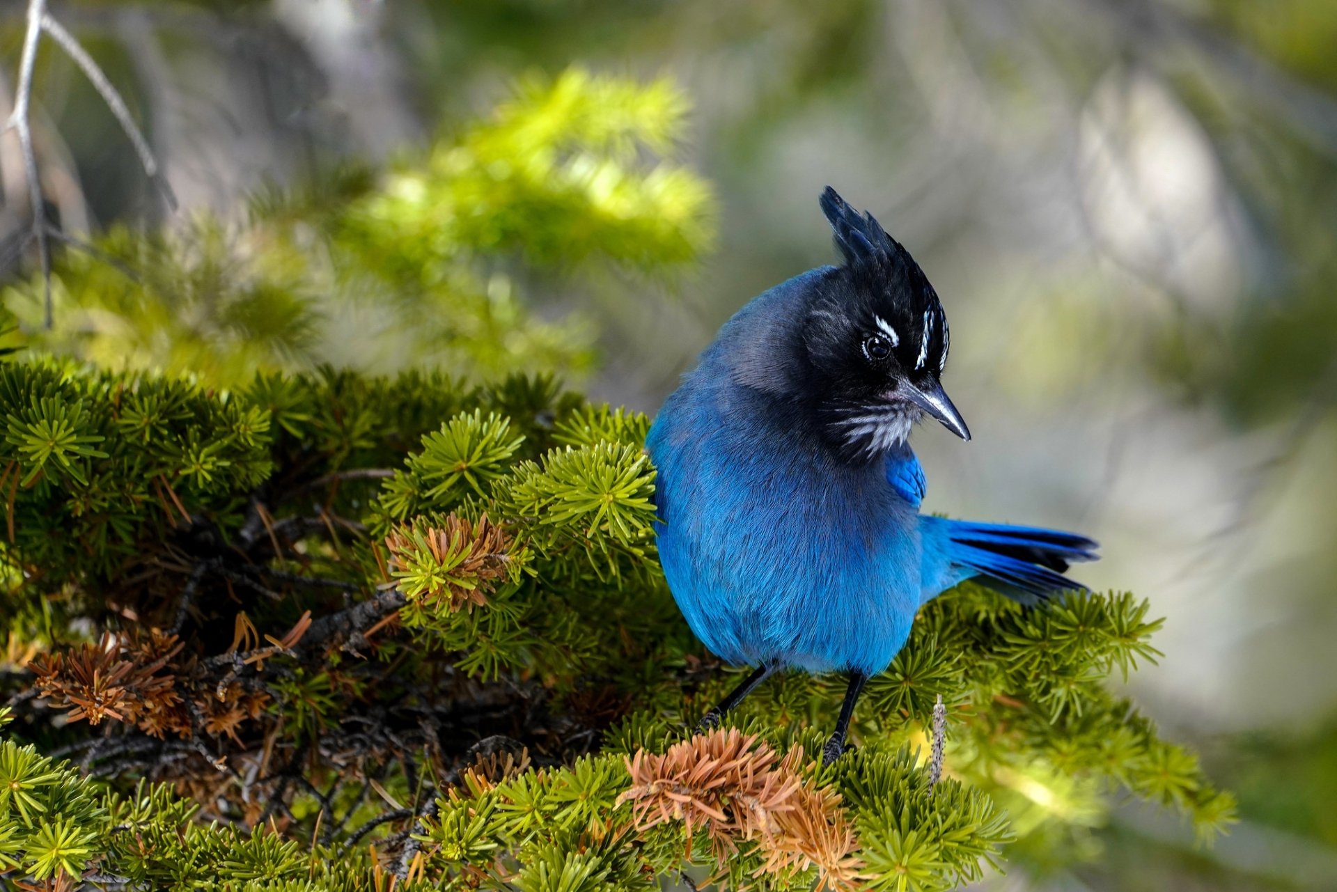 Download Steller's Jay Bird Animal Jay HD Wallpaper