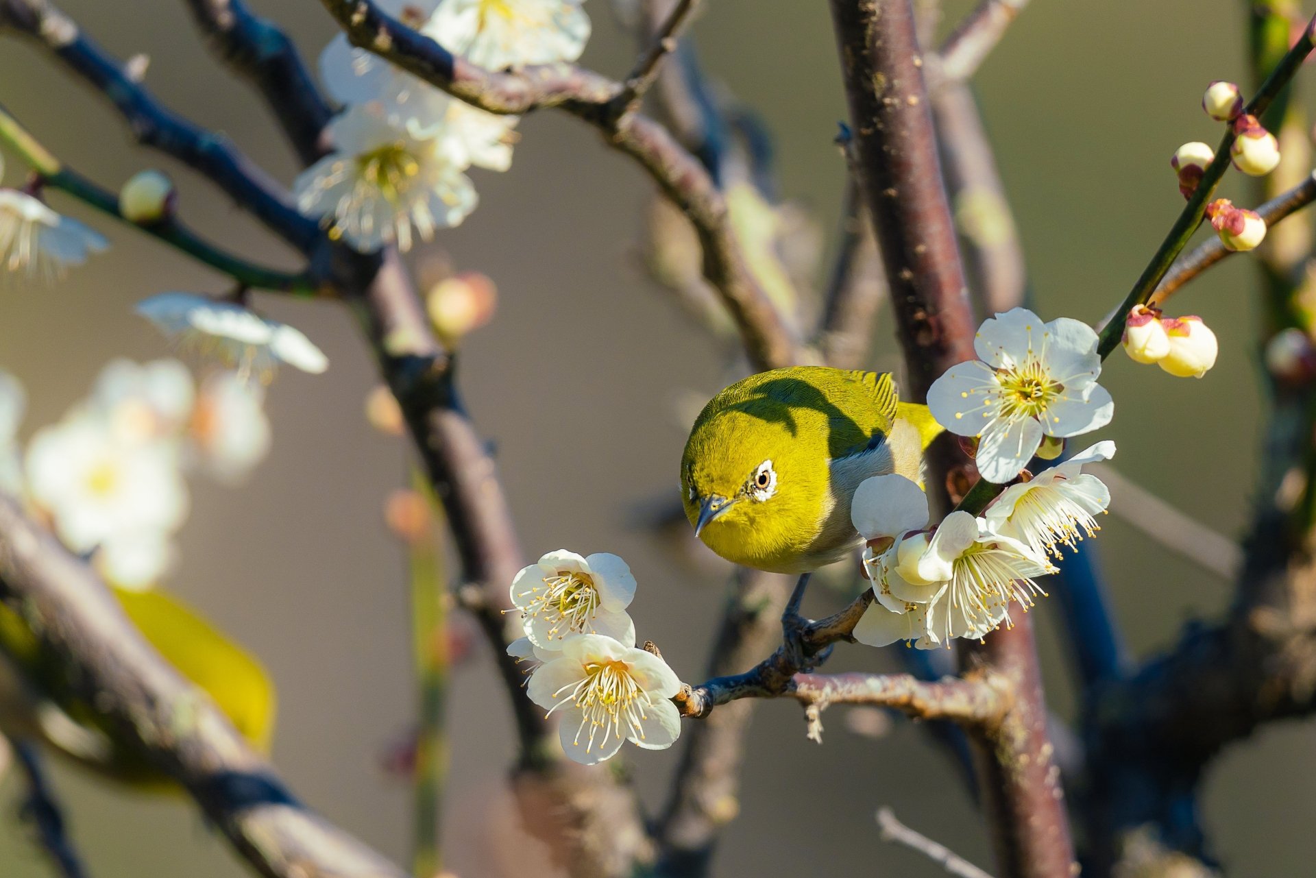 Download Flower Blossom Passerine Bird Animal Japanese White-eye 4k Ultra HD Wallpaper