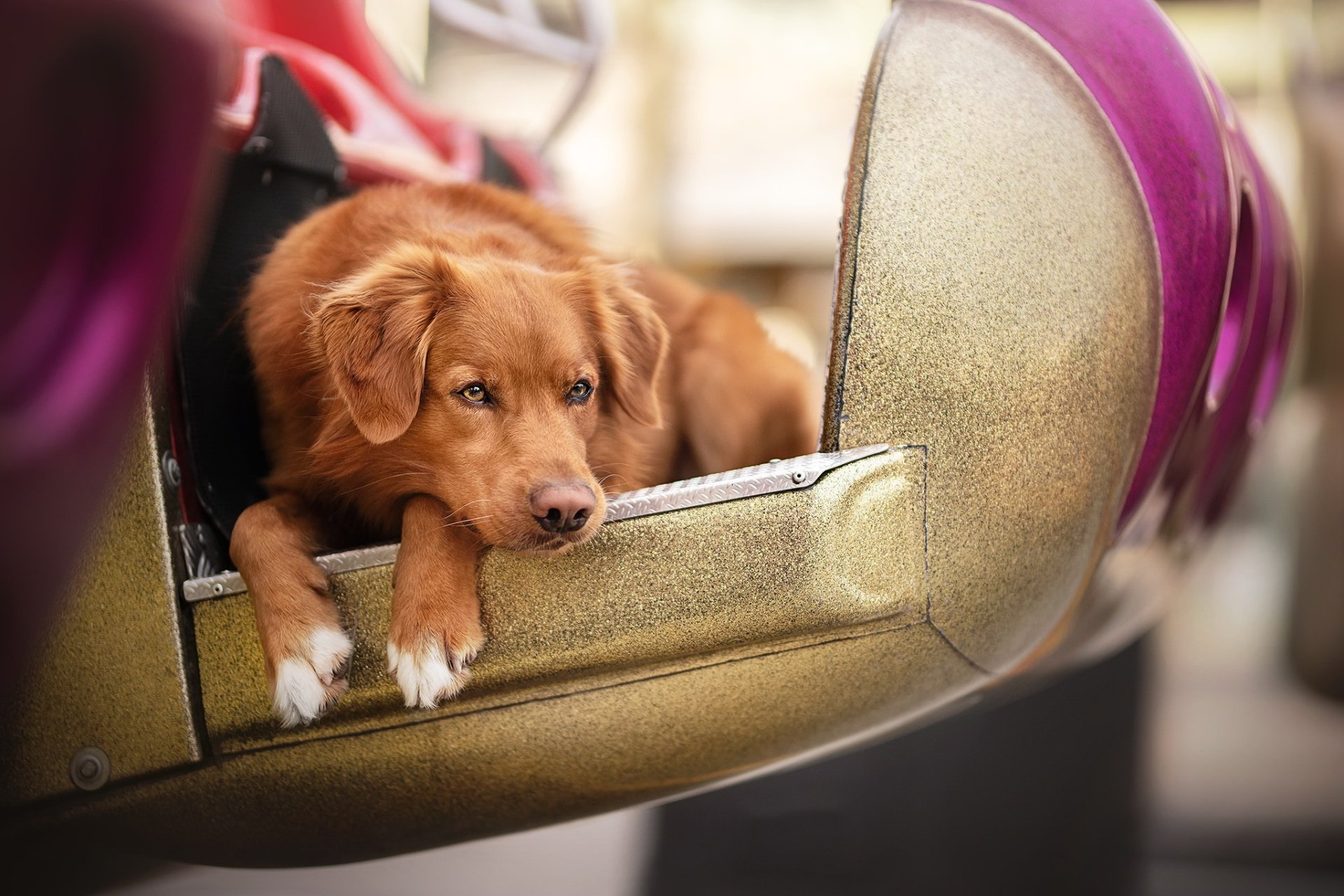 Download Dog Animal Nova Scotia Duck Tolling Retriever HD Wallpaper