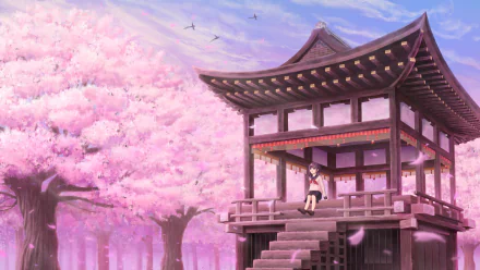 HD anime-style desktop wallpaper featuring an original scene of a girl sitting on a traditional Japanese pavilion surrounded by blooming cherry blossom (sakura) trees.