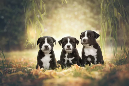 baby animal American Staffordshire Terrier dog Animal puppy HD Desktop Wallpaper | Background Image