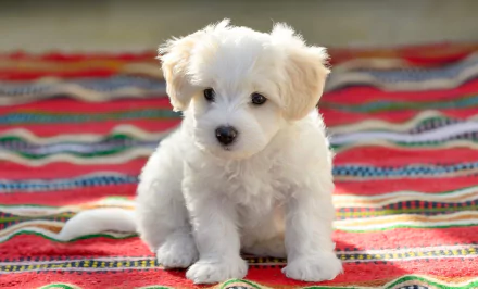 puppy baby animal dog Animal maltese HD Desktop Wallpaper | Background Image