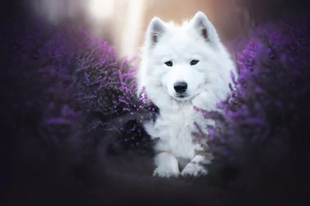 heather dog Animal samoyed HD Desktop Wallpaper | Background Image